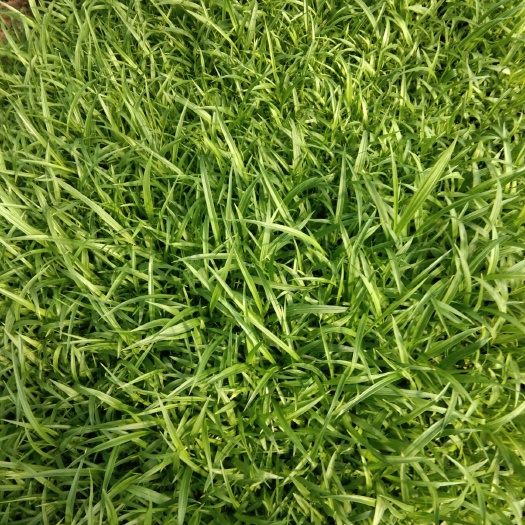 宣汉县紫花白芨苗  紫花白芨直播苗基地直销，量大优惠无条件技术跟踪