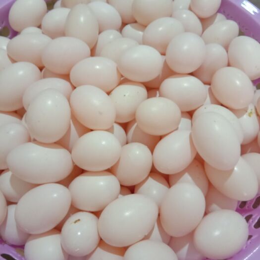 衢州白鸽蛋 食用 箱装