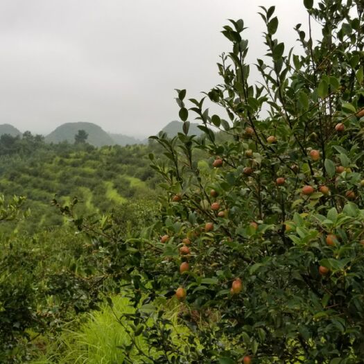 宜章县现榨山茶油 