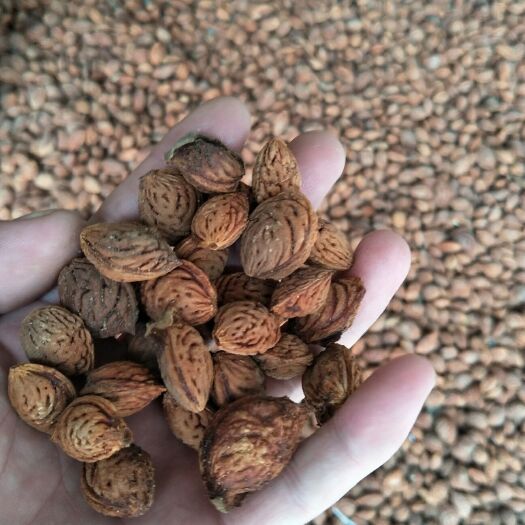 泰安毛桃苗  桃树苗批发 毛桃种子嫁接品种桃树