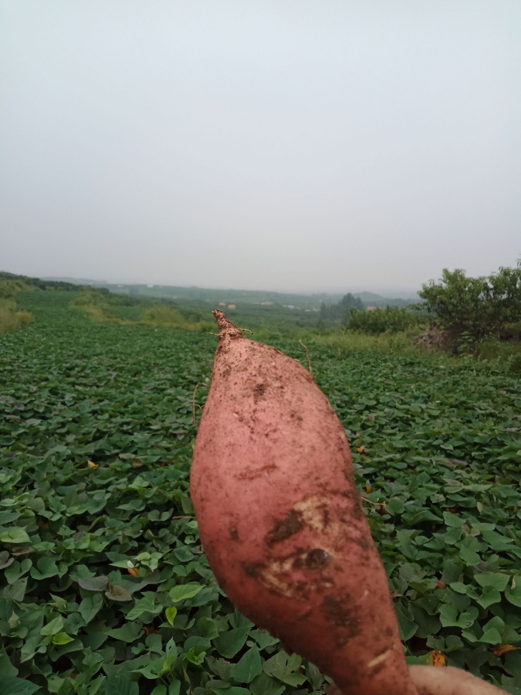 烟薯25 红皮 混装通货 