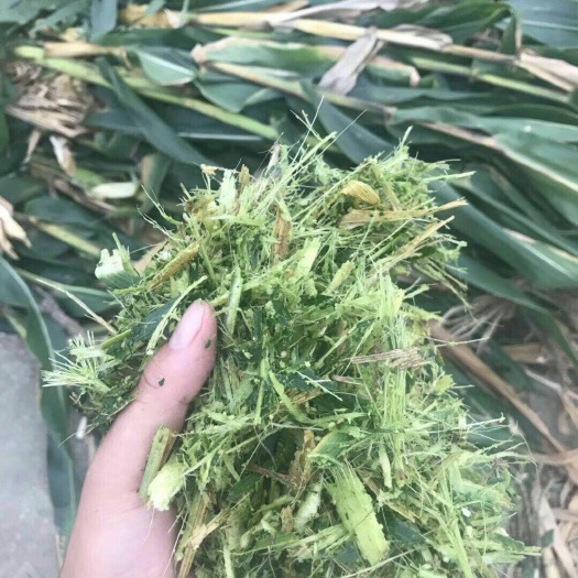 三台县秸秆饲料 