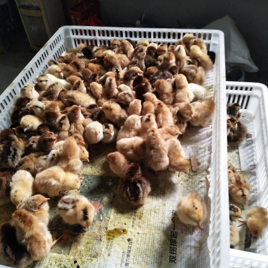 孝感土鸡苗 母