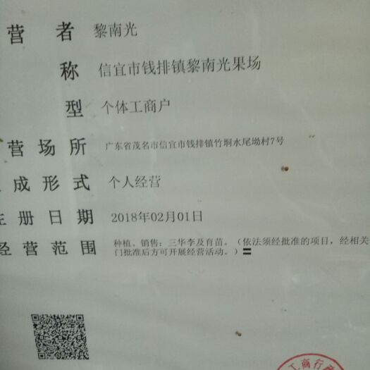 信宜市银妃三华李苗