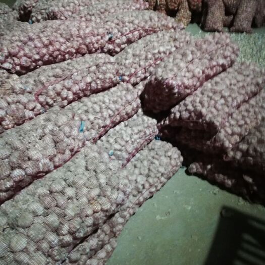 睢宁县邳州大蒜 5~5.5cm 四六瓣 
