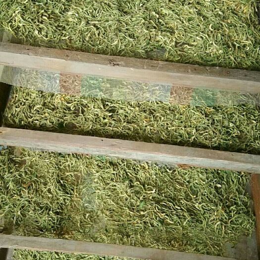 金花3號(hào)樹(shù)形金銀花苗  樹(shù)形金銀花 50~60公分