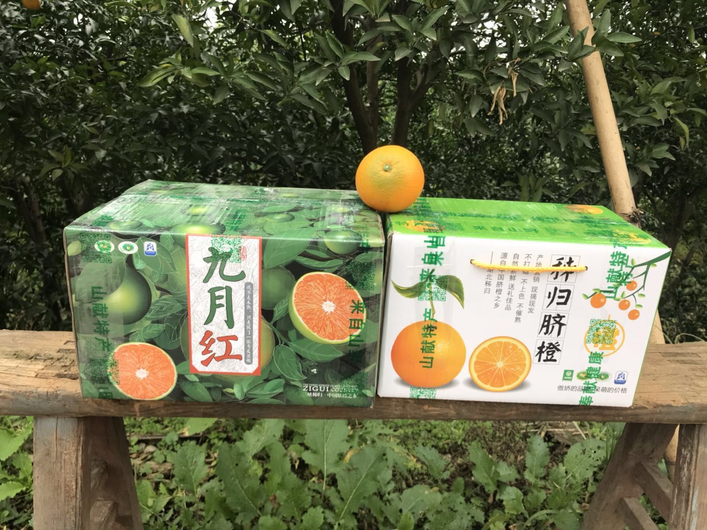 九月红脐橙/果冻橙/爱媛橙/爱媛38