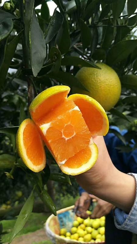 九月红脐橙/果冻橙/爱媛橙/爱媛38