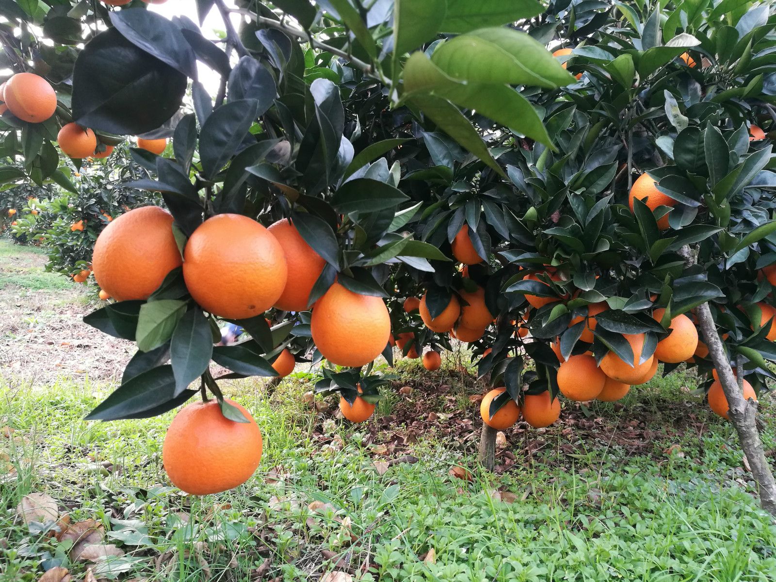 纽荷尔脐橙苗 嫁接苗 0.5~1米