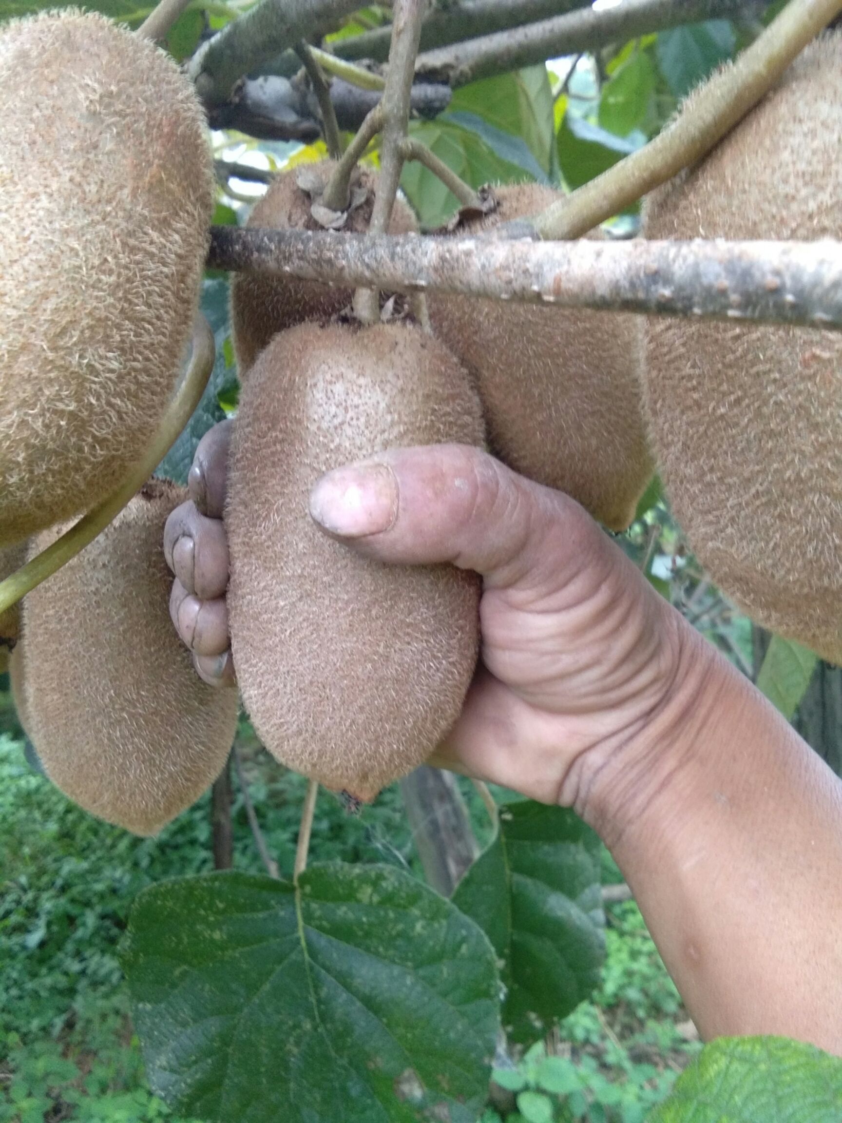 绿心猕猴桃 70克以上