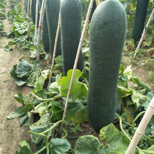 郸城县黑皮冬瓜 15斤以上 黑皮