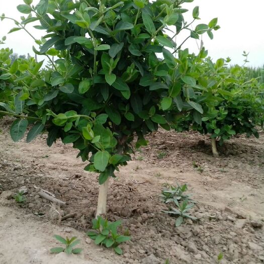 金花3号树形金银花苗  树形金银花 30~40公分