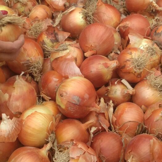 肃南县黄皮洋葱 8cm以上 黄皮 3.5~4两 