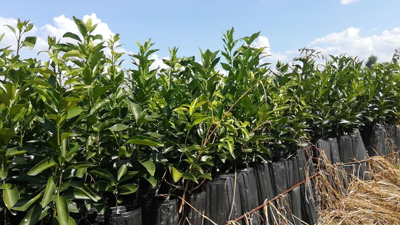 沃柑苗 杯苗袋苗 0.5~1米 