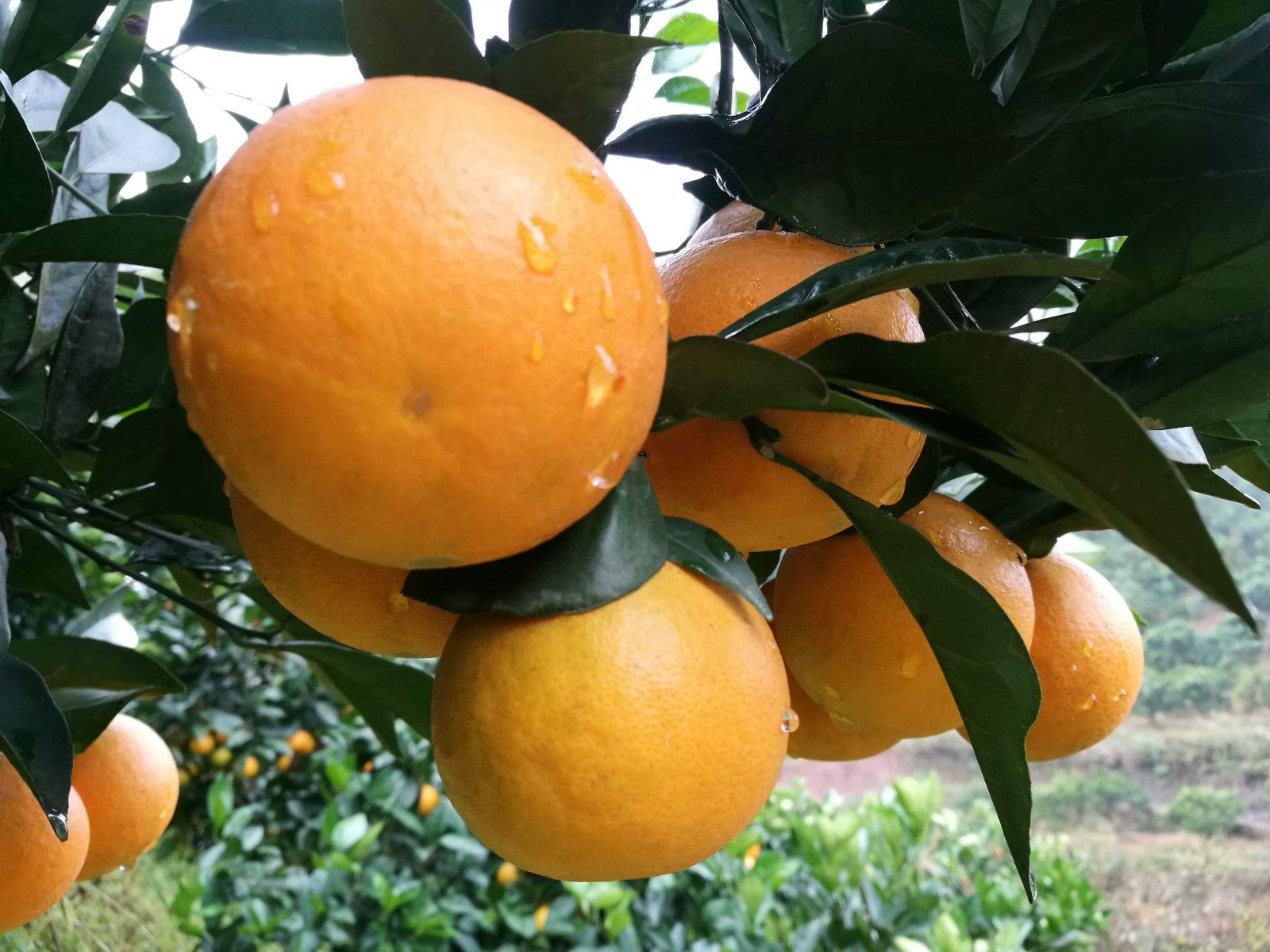 锦蜜冰糖橙苗 嫁接苗 0.5~1米 