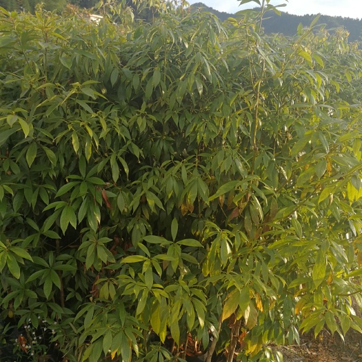 金丝楠木