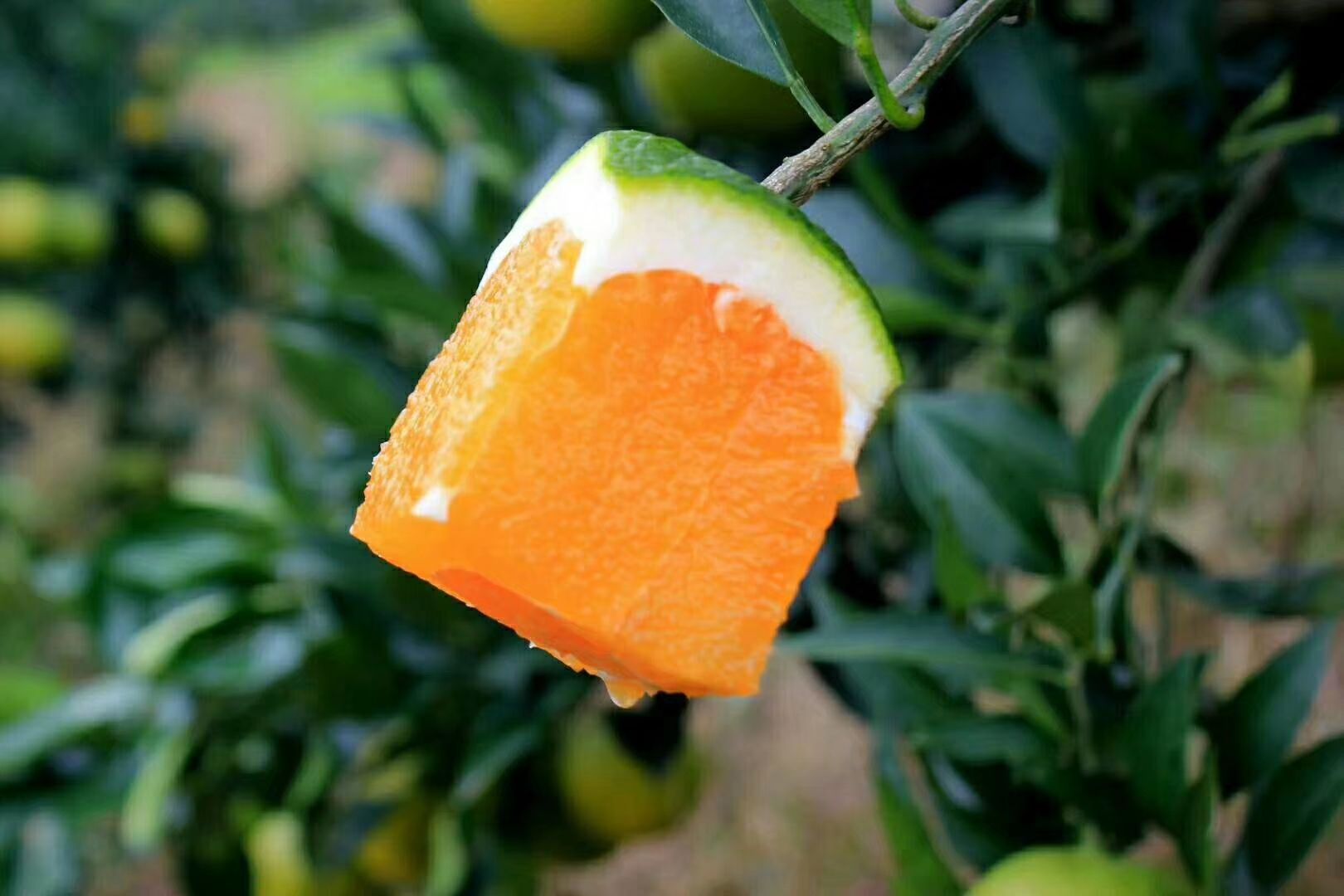 九月红脐橙/果冻橙/爱媛橙/爱媛38