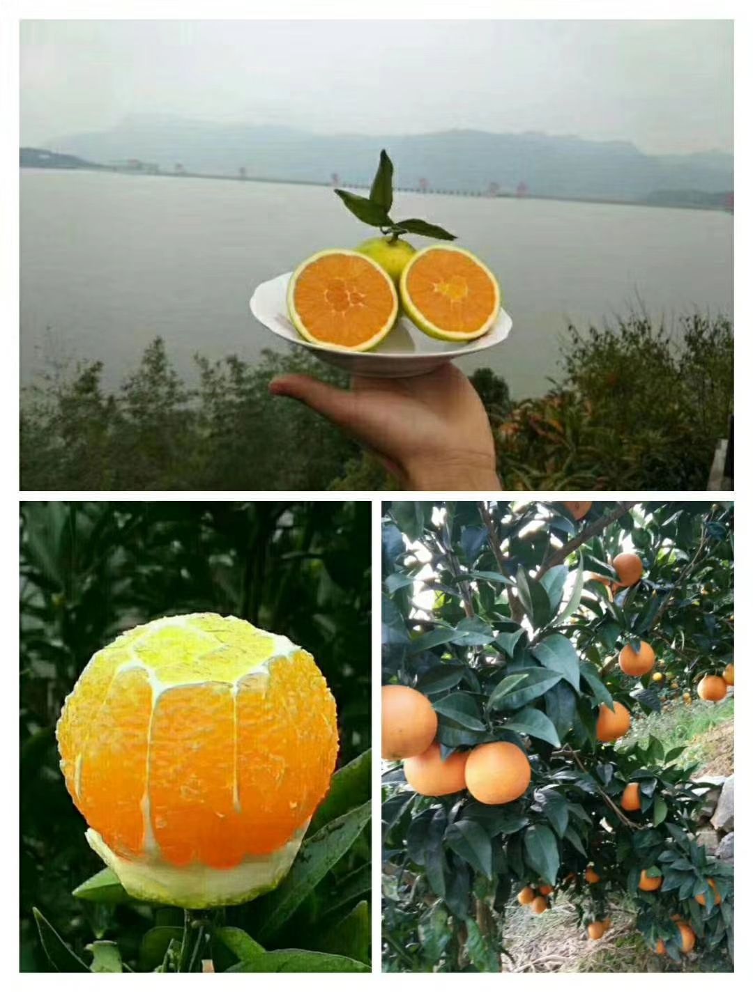 九月红脐橙/果冻橙/爱媛橙/爱媛38