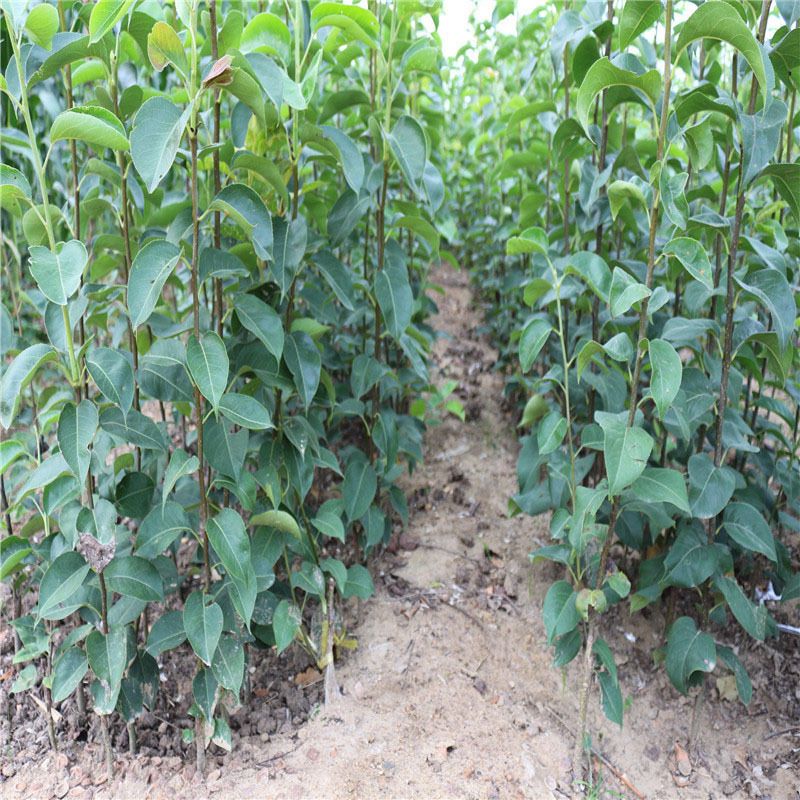 早酥红梨苗 品种繁多，规格齐全，价格优惠，死苗补发
