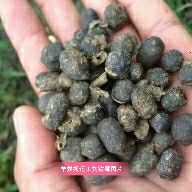 禽畜粪  全颗粒羊粪