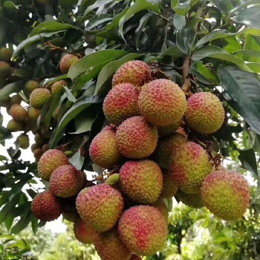 灵山县妃子笑荔枝苗 核小肉甜汁多 高产量