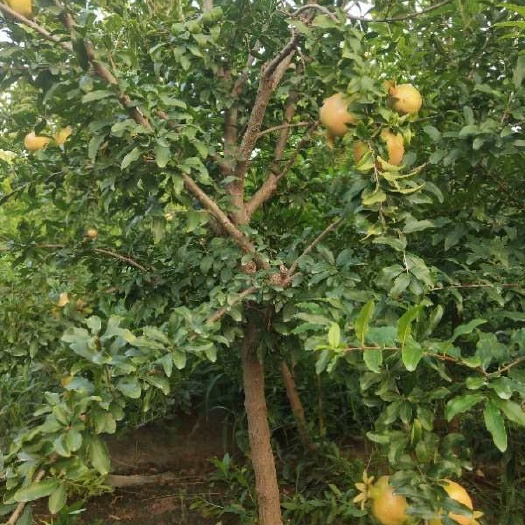 平邑县蒙阳红石榴苗 