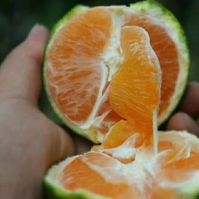 九月红脐橙/果冻橙/爱媛橙/爱媛38