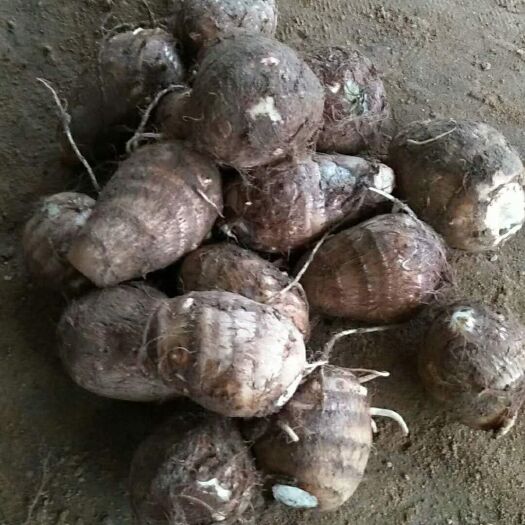 沂南县毛芋头 3cm以上