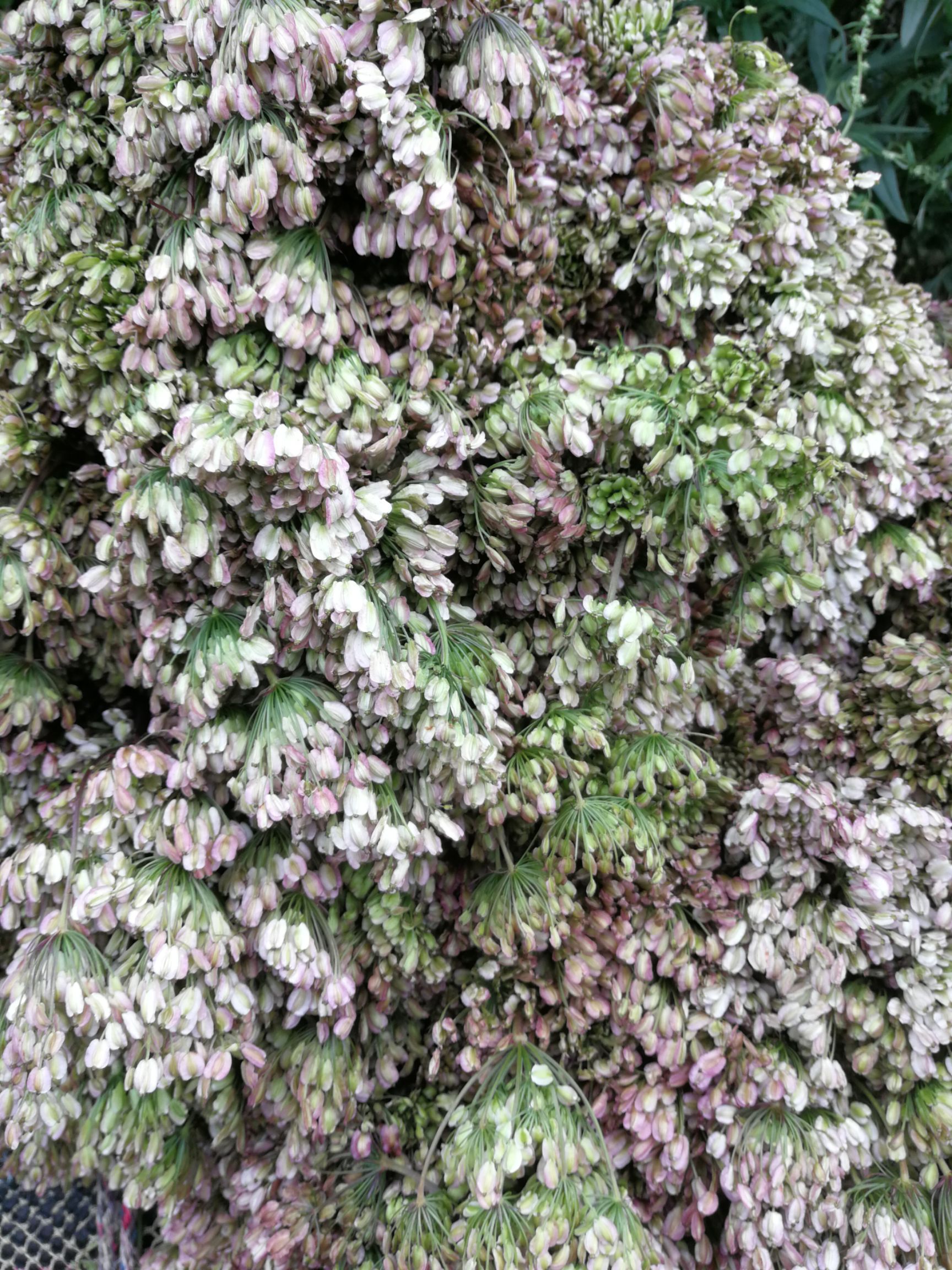 当归种子岷归种子自产自销技术支持一首货源