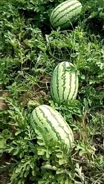 通辽奈曼西瓜代办金城5号西瓜 有籽 1茬 8成熟 15斤打底