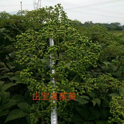 武胜县 中花茱萸目前市场稳定可发展做大，欢迎合作