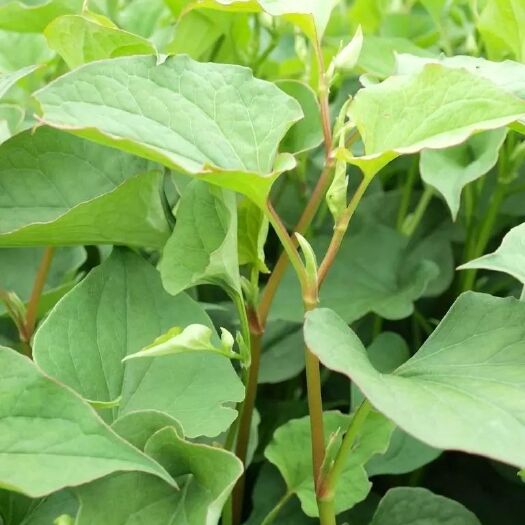 黎平县野生鱼腥草