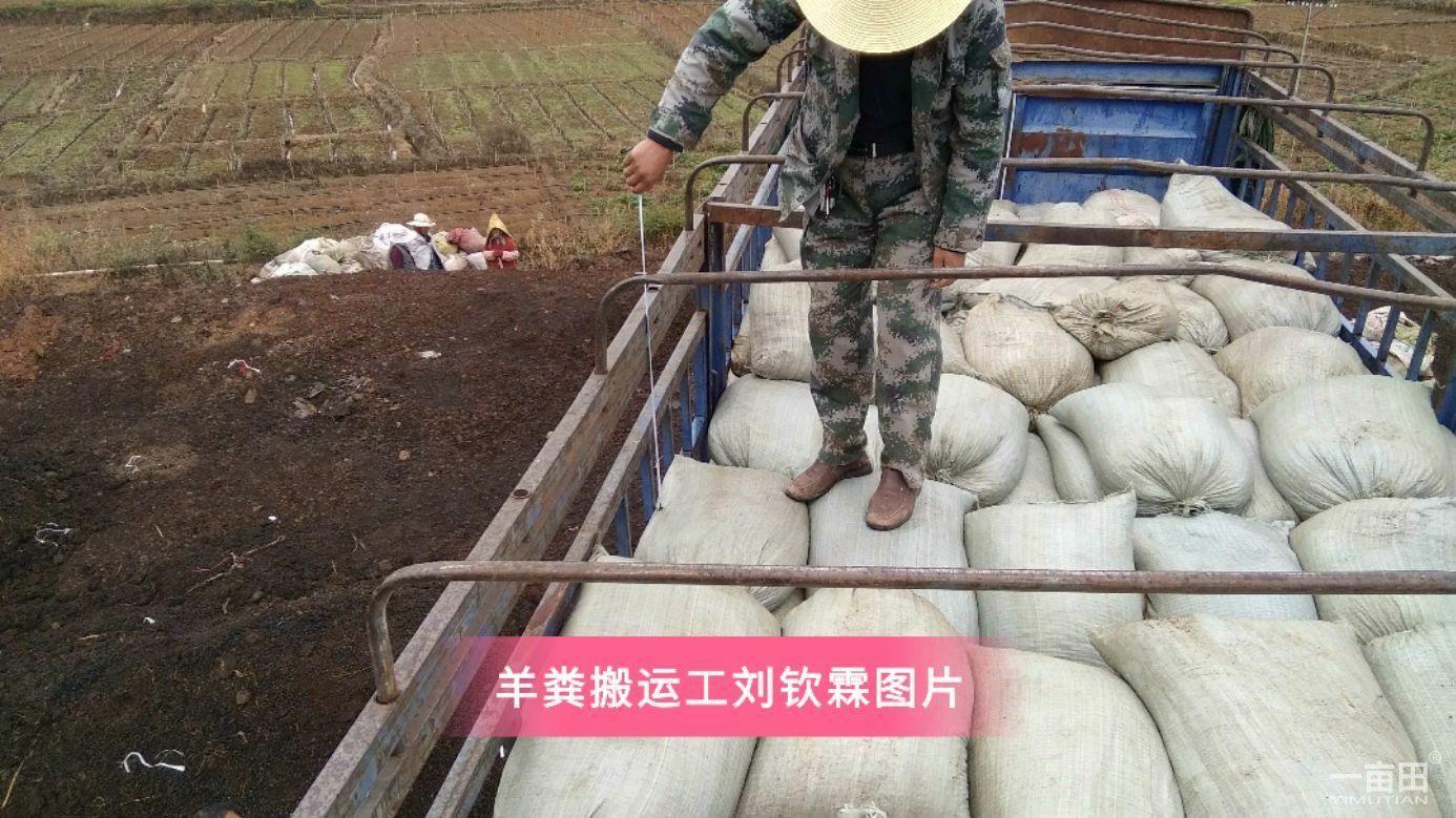 禽畜粪