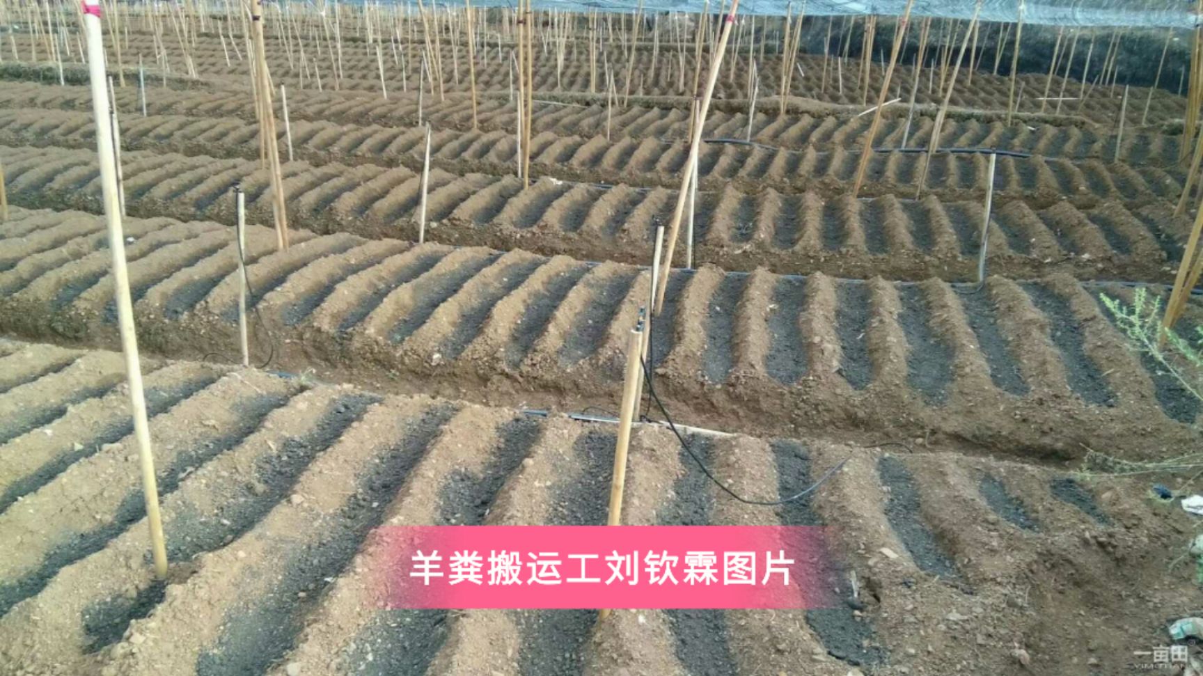禽畜粪  全颗粒羊粪