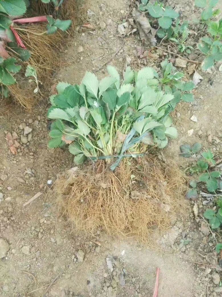 甜查理草莓苗 地栽苗 10~20公分