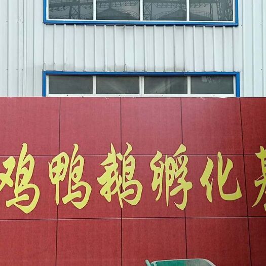 淮安土鸡苗 