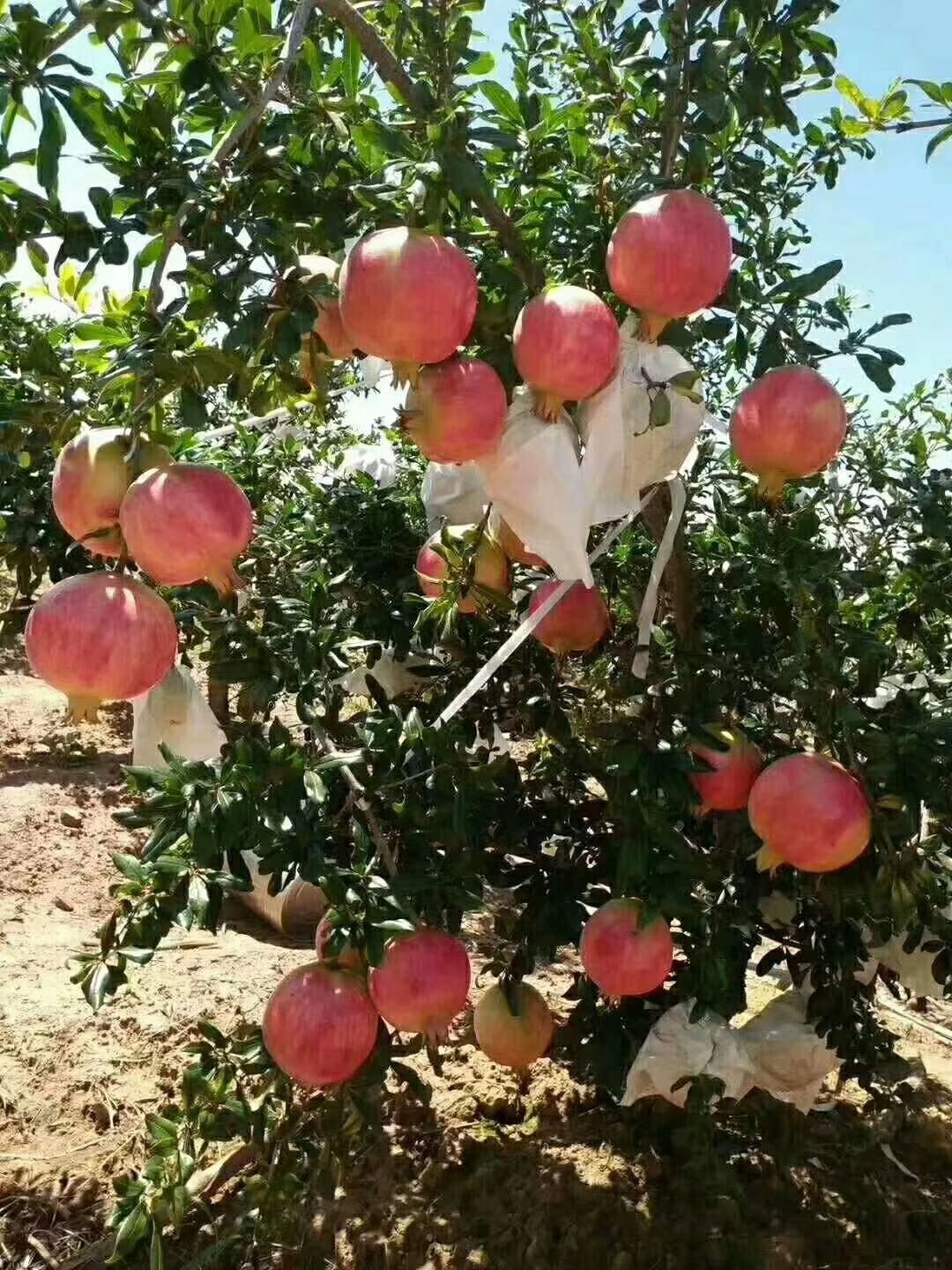 会理石榴 0.8 - 1斤