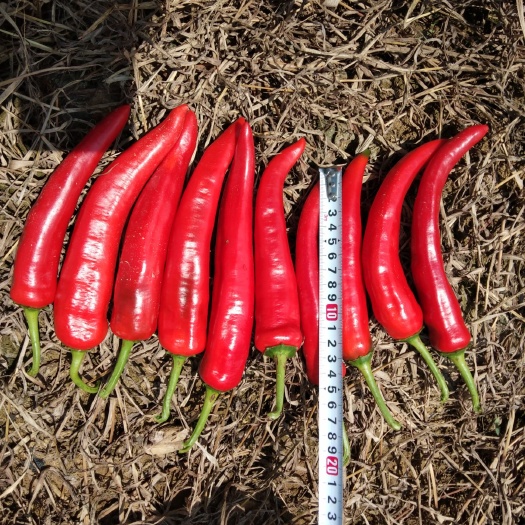 修文县杭椒 10~15cm 红色 中辣 