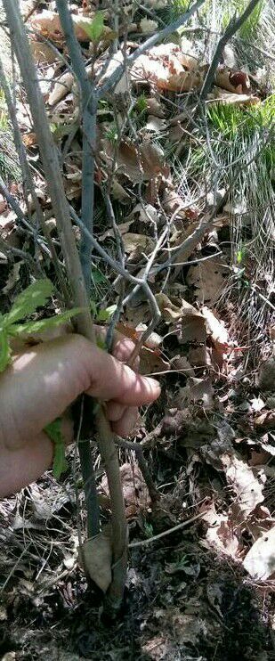 霍山县映山红 0.5米以下