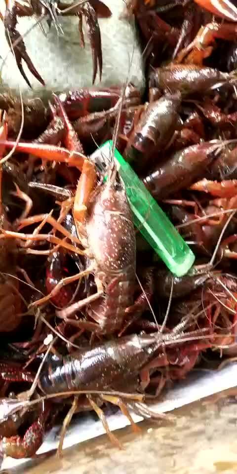 潜江青壳小龙虾 稻田虾 4-6钱 