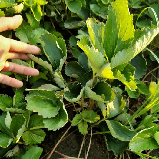 泰安红颜草莓苗 地栽苗 10~20公分 