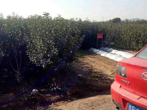 m26矮化砧苹果苗 1~1.5米 