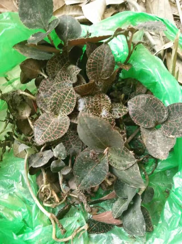 金雀花种 