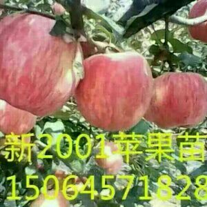 栖霞市m26矮化砧苹果苗 1~1.5米 