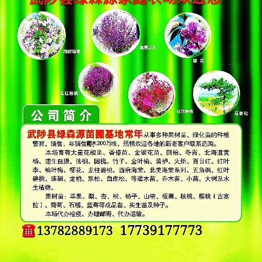 武陟县华硕苹果苗 1.5~2米 