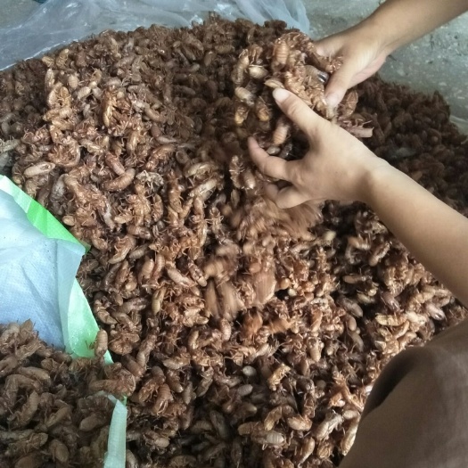 蝉蜕  每年农历七月至九月有货干净少泥完整有货了