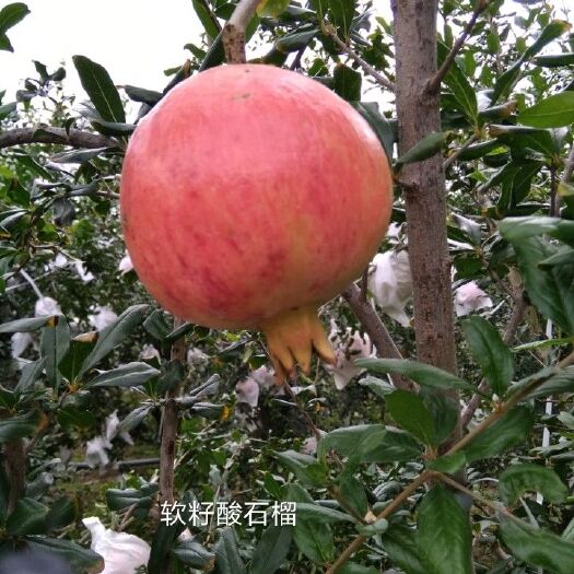 攀枝花河阴石榴 0.6 - 0.8斤