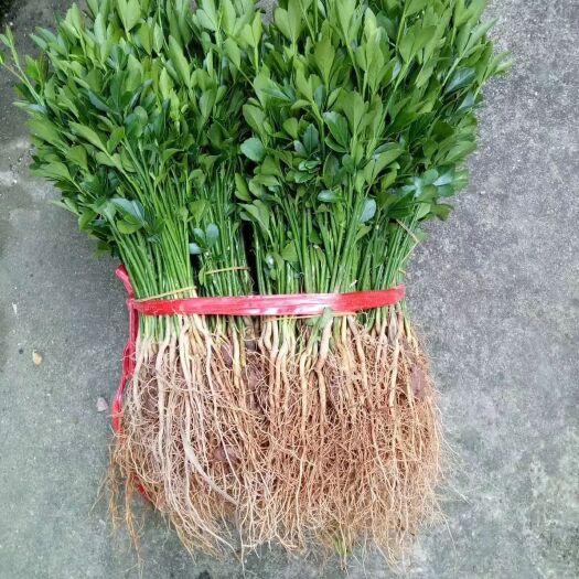 泰安种植枳壳苗