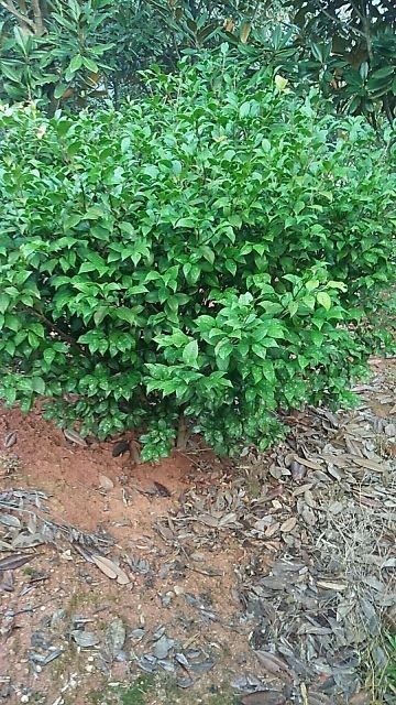 长沙县七芯茶花 10~20cm 