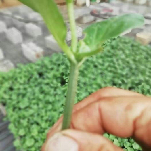 绥中县黄瓜种苗  旱黄瓜苗优质南瓜嫁接抗寒带瓜能力强
